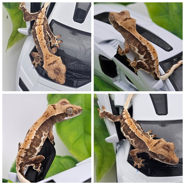 릴리화이트 100%헷아잔틱 레드