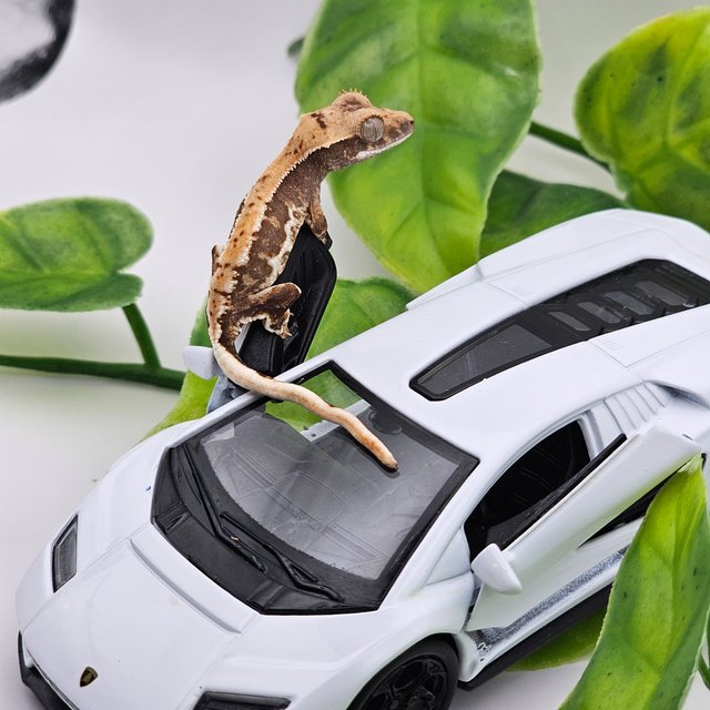 릴리화이트 100%헷아잔틱 레드