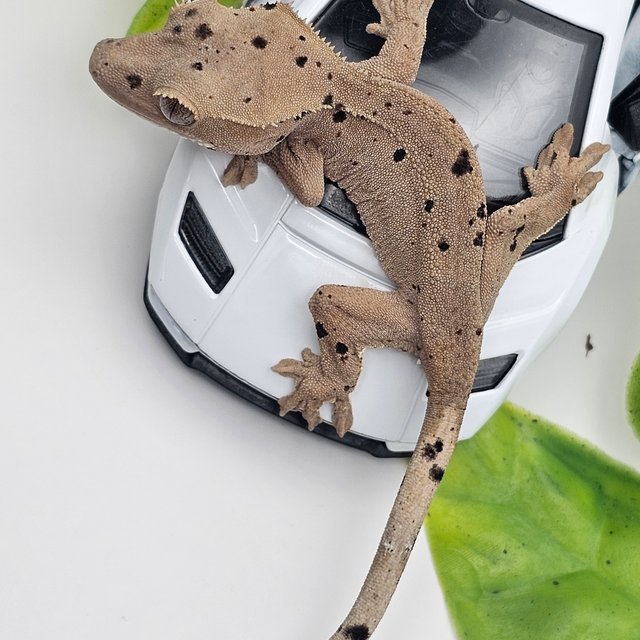 달마시안 슈퍼달마시안