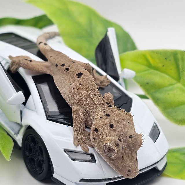 달마시안 슈퍼달마시안