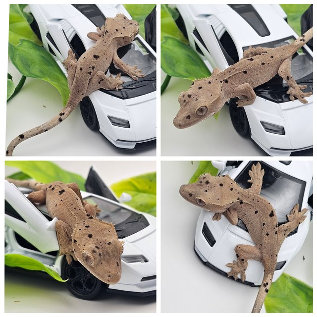 달마시안 슈퍼달마시안