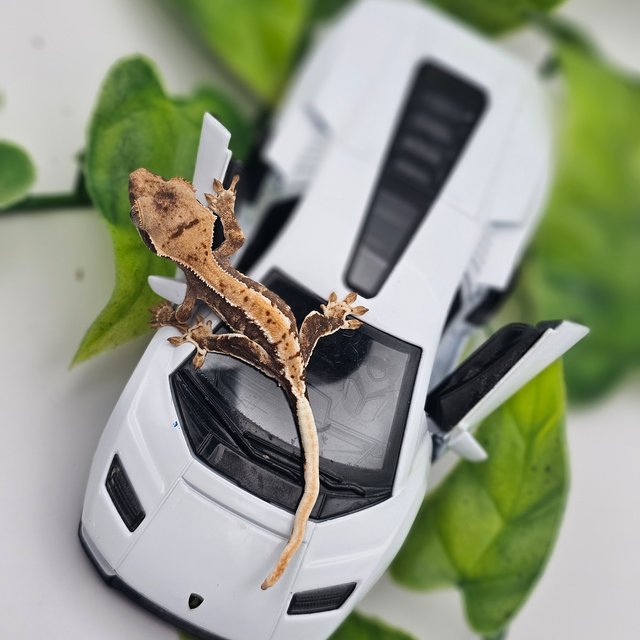 릴리화이트 100%헷아잔틱 레드