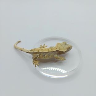 트라이 익스트림할리퀸