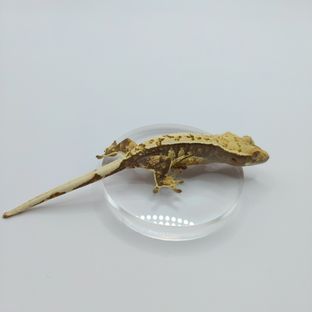 핀스트라이프 트라이