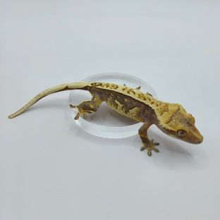 핀스트라이프