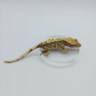 익스트림할리퀸