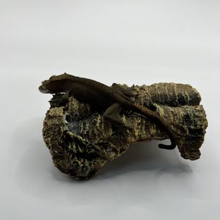 알티 챠콜