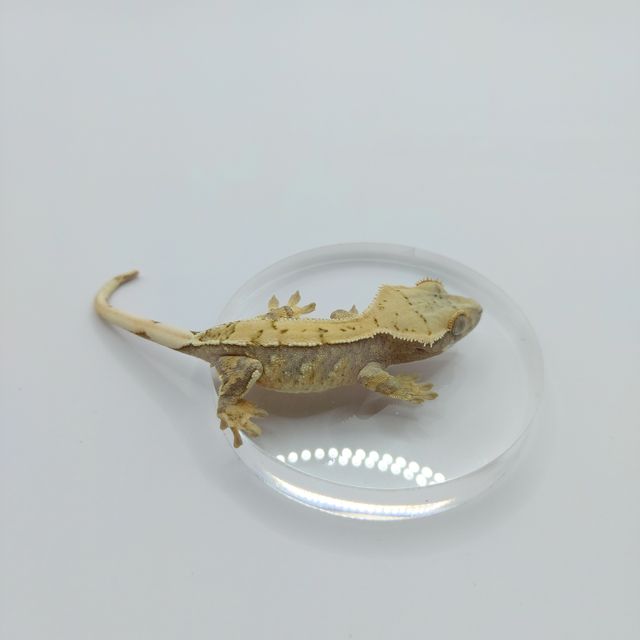 트라이 익스트림할리퀸