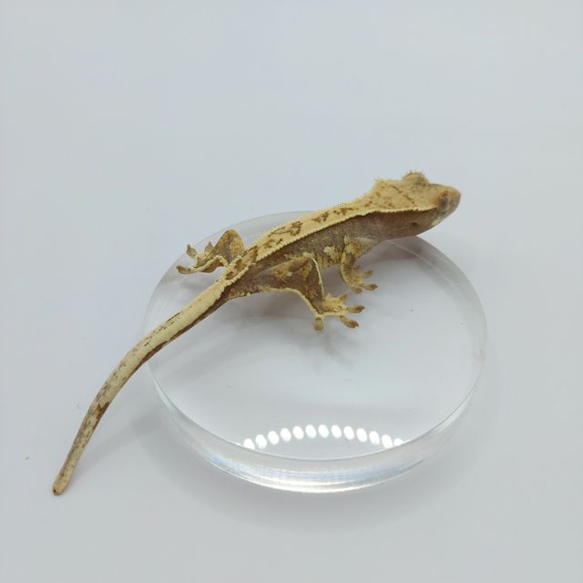 익스트림할리퀸