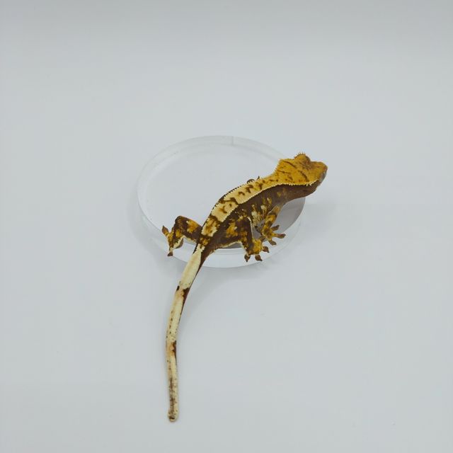 트라이 익스트림할리퀸