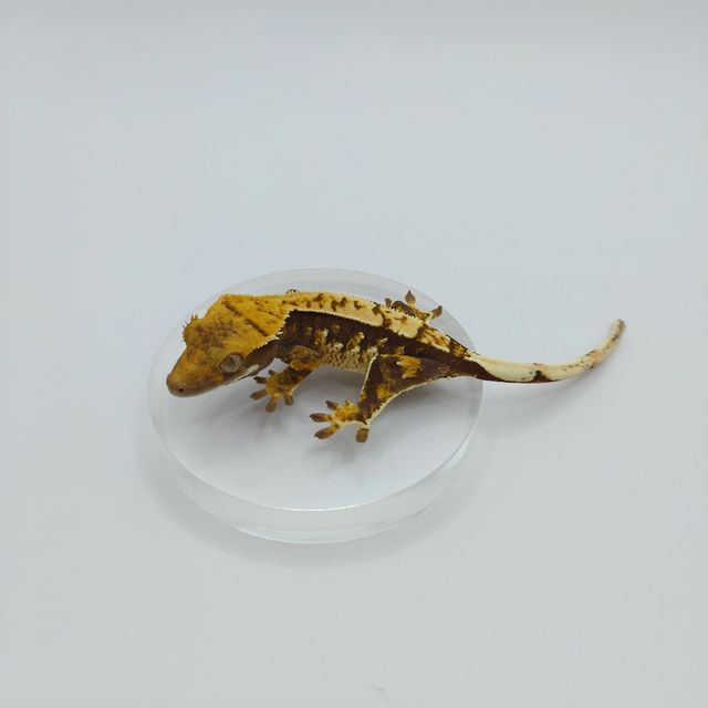 트라이 익스트림할리퀸