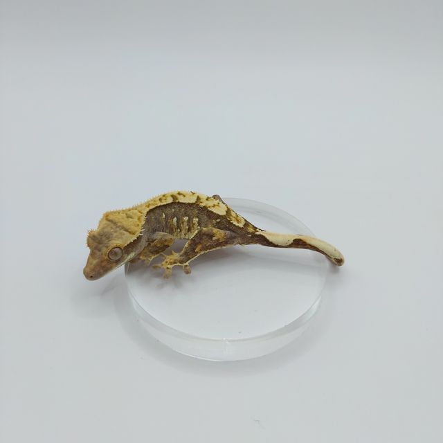 익스트림할리퀸