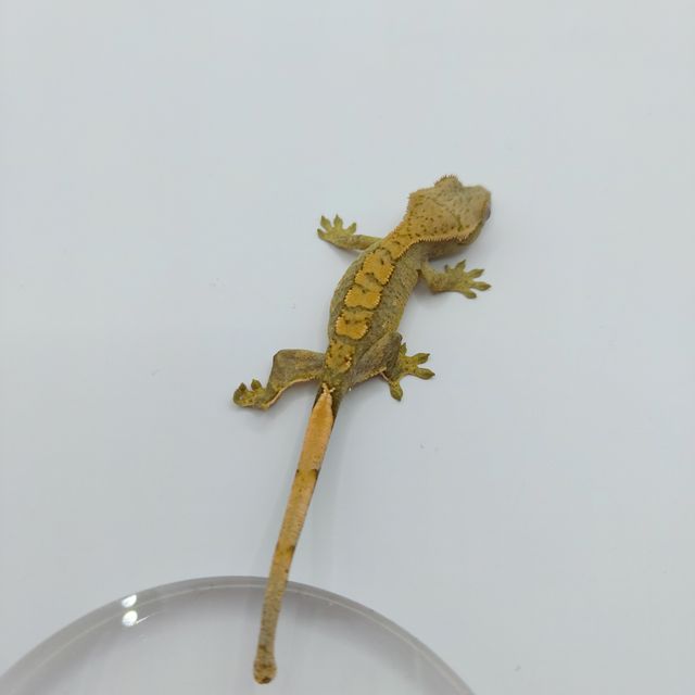 노멀