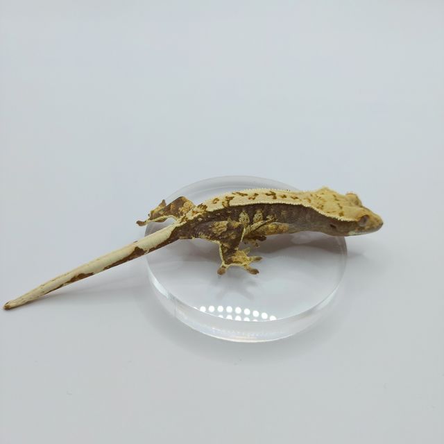 핀스트라이프 트라이
