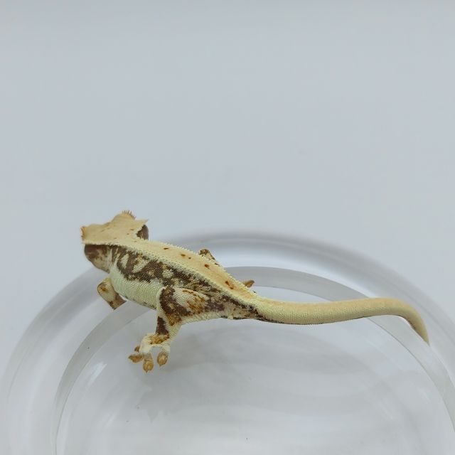 트라이 릴리화이트
