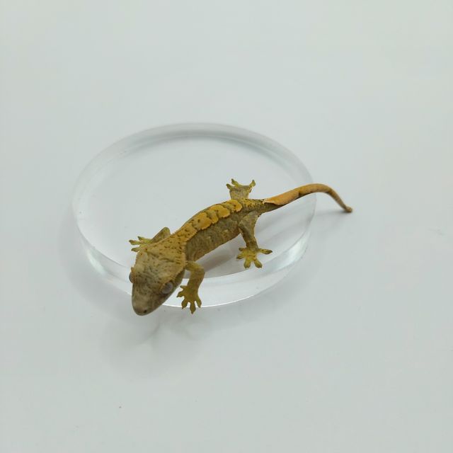 노멀