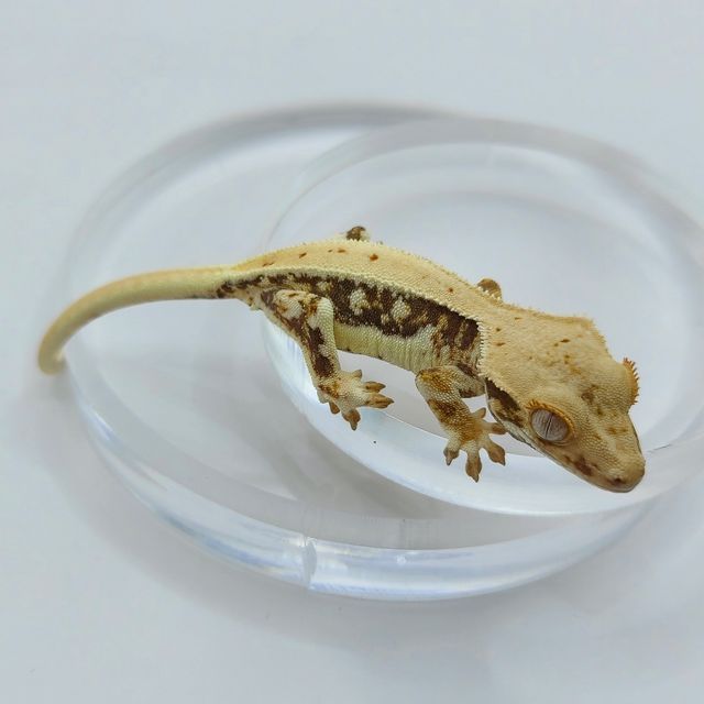 트라이 릴리화이트