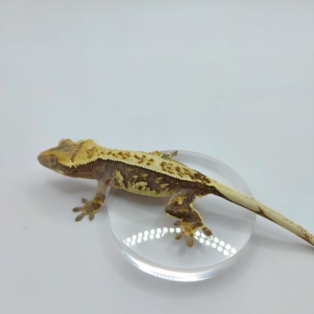 핀스트라이프