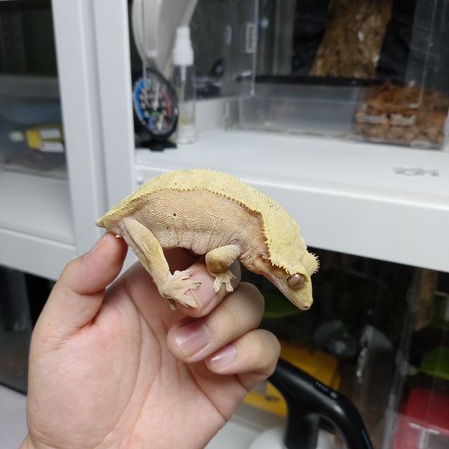 레드 벅스킨