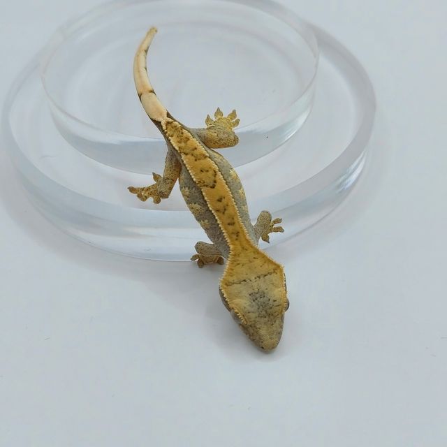 트라이 익스트림할리퀸