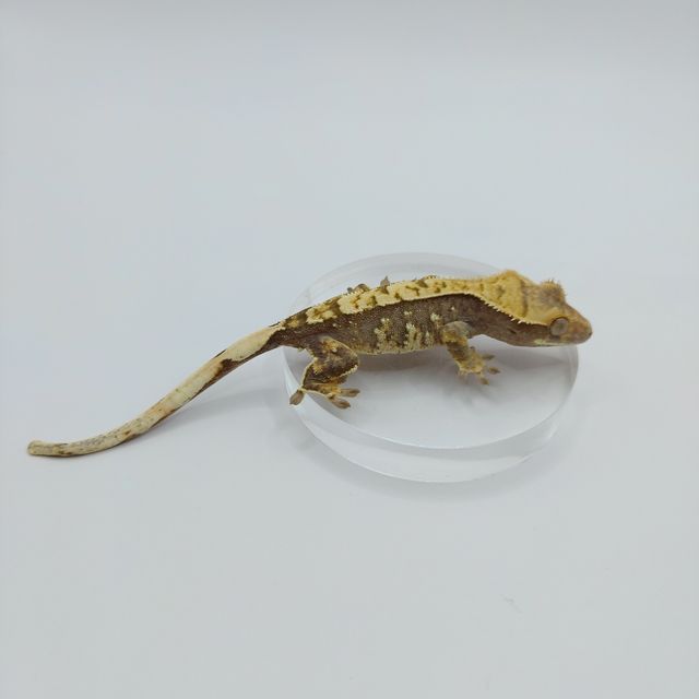 익스트림할리퀸