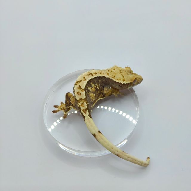 핀스트라이프 트라이