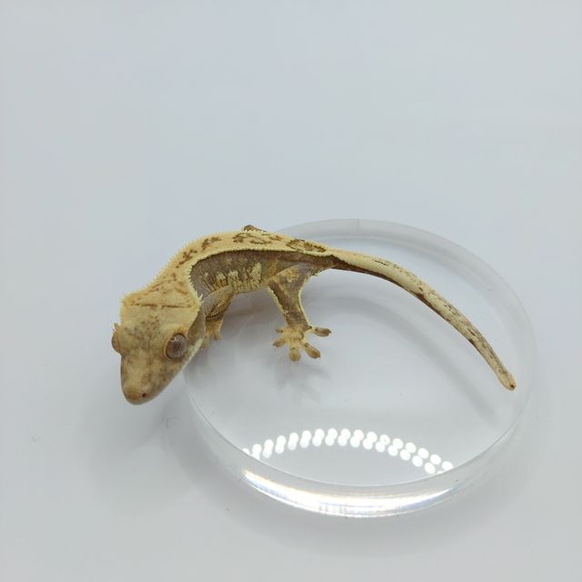익스트림할리퀸