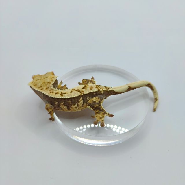 핀스트라이프 트라이