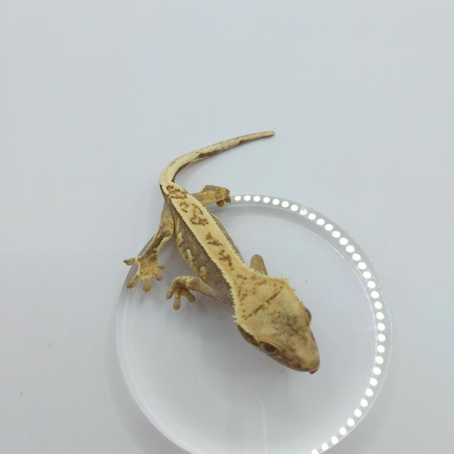 익스트림할리퀸