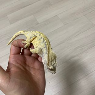노멀 드리피