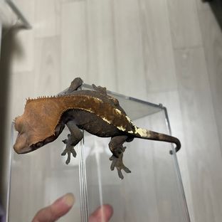 카푸치노