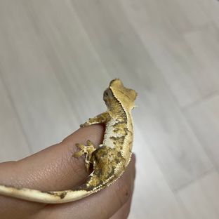 트라이 화이트