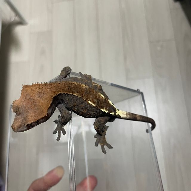 카푸치노