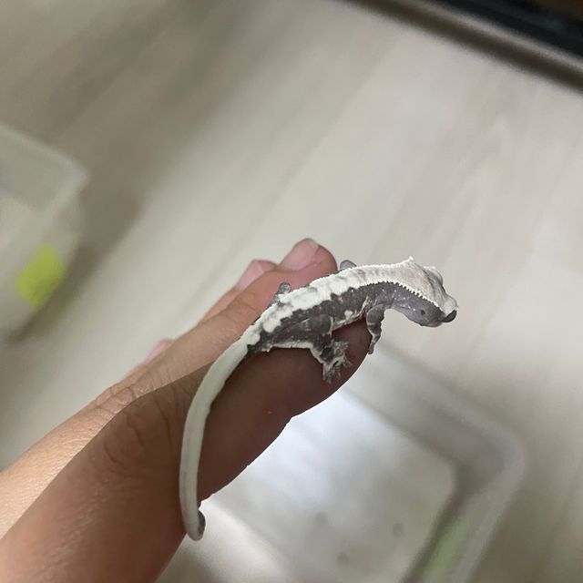 릴잔틱 화이트