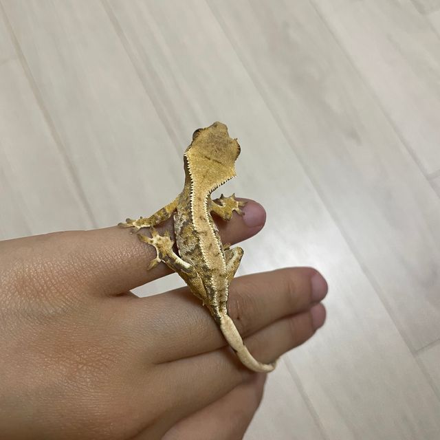 트라이 화이트