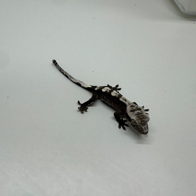 아잔틱