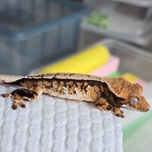 트라이 익스트림할리퀸
