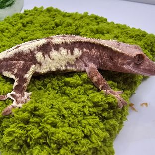 딸기x육육이 2차