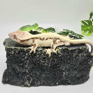 릴리 세이블