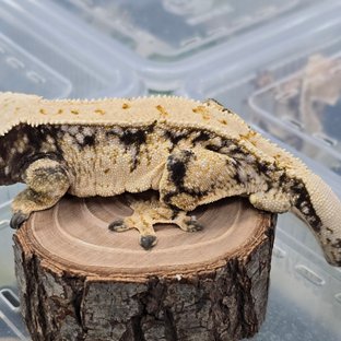 트라이 익스트림할리퀸 드리피 화이트스팟