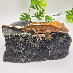 카푸치노