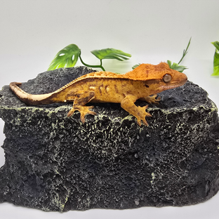 풀핀 크림시클