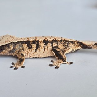 트라이 익스트림할리퀸