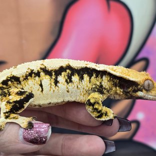 트라이 익스트림할리퀸