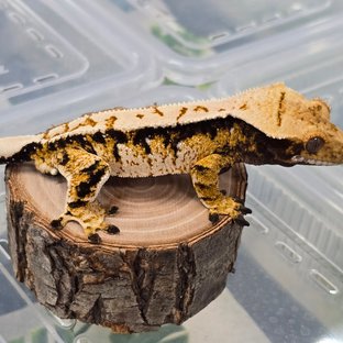 트라이 익스트림할리퀸