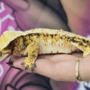 트라이 익스트림할리퀸