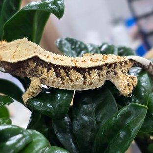 트라이 익스트림할리퀸