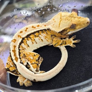 트라이 익스트림할리퀸