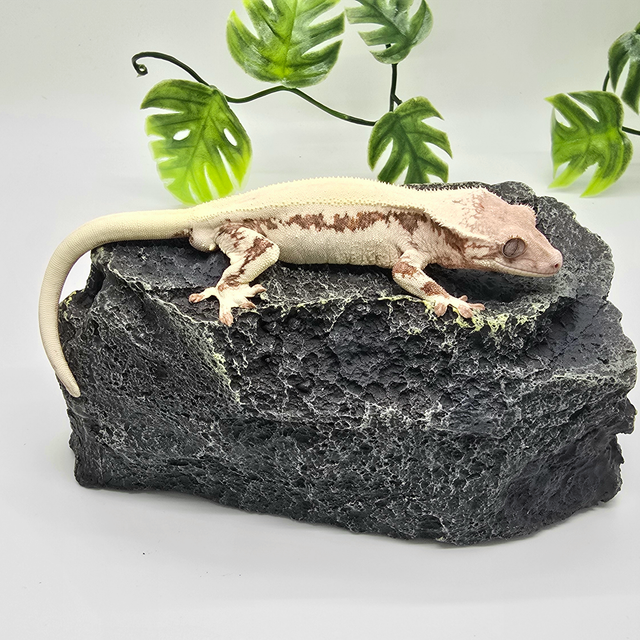 릴리 세이블