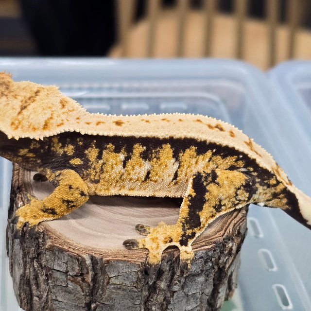 트라이 익스트림할리퀸